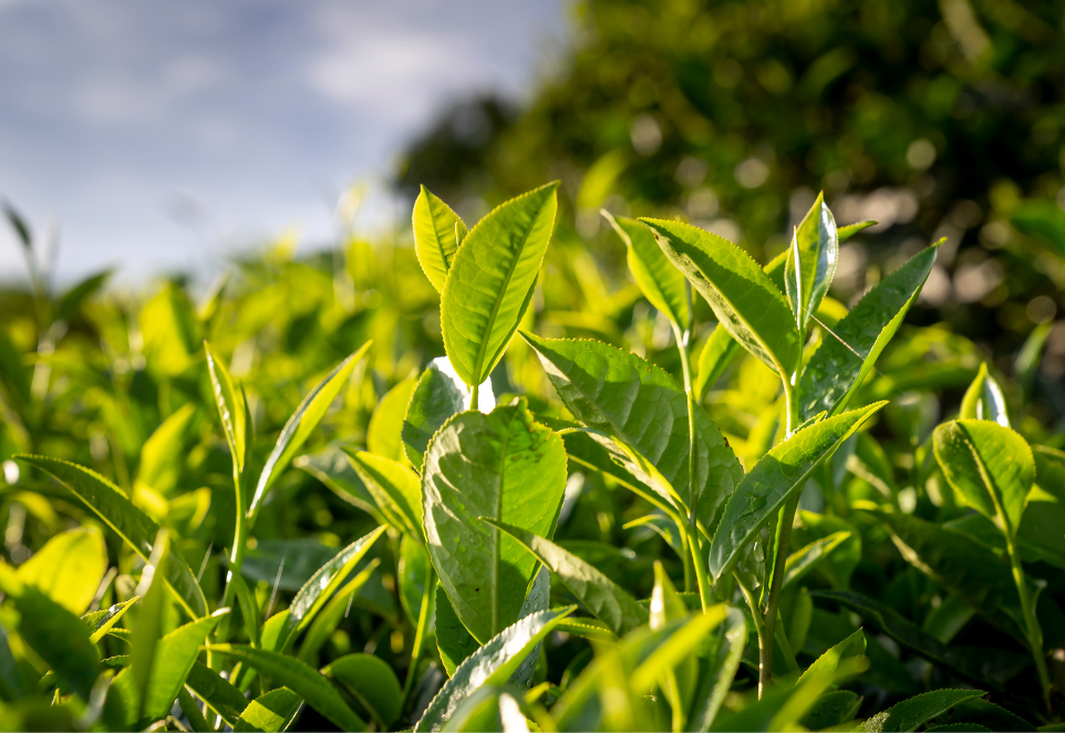 รูปภาพเสริม